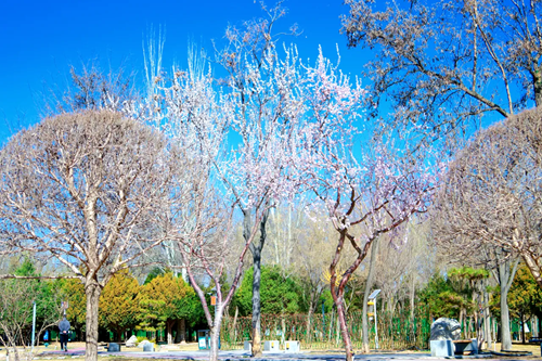 利通区：“春日经济”激活消费潜力