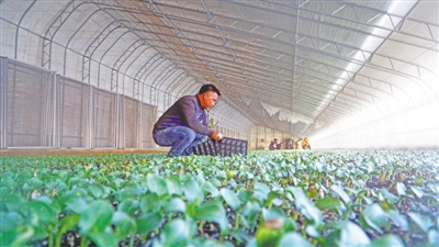 <p>　　中卫硒砂瓜嫁接种植。</p><p>　　本报记者　王文革　摄</p>