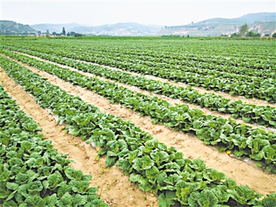 <p>　　露天蔬菜种植基地。								（本版图片除署名外均资料图片）</p>