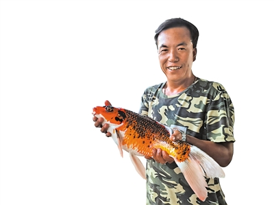 <p>　　体态丰满、肉质肥厚的黄河锦鲤。</p>