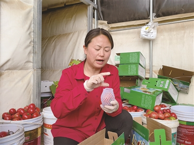 马雅玲向记者介绍她种的益生菌西红柿。