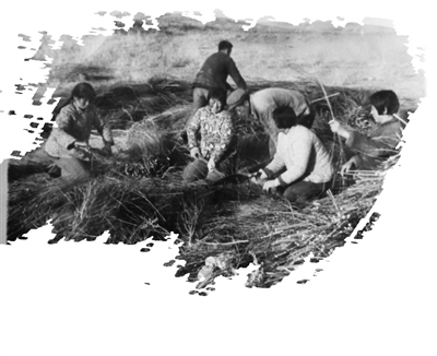 1979年春，刘窑头生产队社员在准备苗木。
