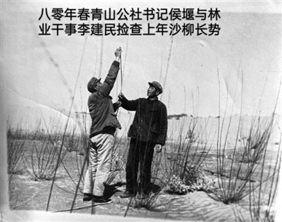 1980年春，青山公社书记侯堰（右）与林业干事李建民检查上年沙柳长势。