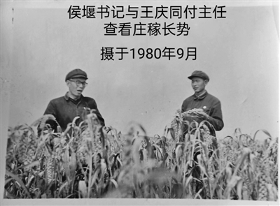 ④1980年9月，青山公社书记侯堰（右）与青山公社管委会副主任王庆同查看庄稼长势。