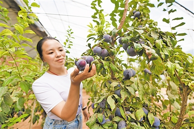 <p>　　采摘温棚内，一位广西游客捧起枝头成熟的李子说：“真想不到，西北的土壤里也能长出如此鲜甜的水果。”</p>