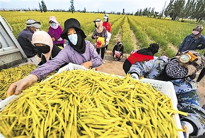     村民们在种植基地采摘黄花菜。