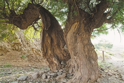 <p>　　哨马营震柳。　　　　　　　　　　　　　　　　　　　　　　　　　　　　　　　　　　　　　　　　　　　　　　　　　　　　　　　　　　　　　　　　　　　（图片由海原县地震局提供）</p>