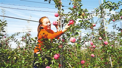 <p>　　彭阳县红河矮砧密植苹果喜获丰收。</p>