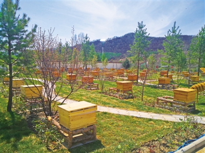 <p>　　中蜂养殖示范蜂场。</p>