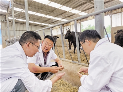 <p>　　专家王之盛（左）、苏华维（右）帮王瑞刚（中）优化饲草配方。</p>