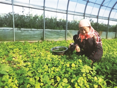 村民在蔬菜大棚里忙碌。