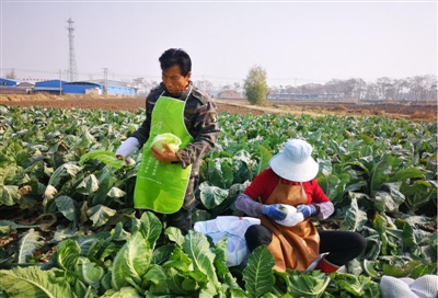 吴林妻子忙着采摘自家种植的菜花。本报记者  方海鹰  摄