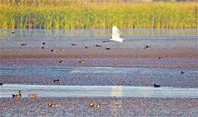 <p>　　昨天，在银川阅海湿地公园，一只大白鹭在湖面上轻盈掠过。</p>