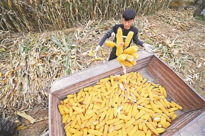 <p>　　由于养牛的缘故，当地农户的地里大部分都种着玉米作为牛饲料。</p>