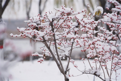     瑞雪压枝头，是秋还是冬？