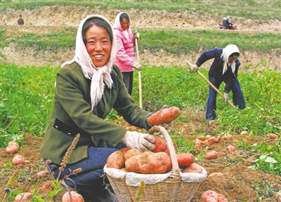 <p>　　南月牌马铃薯喜获丰收。</p>