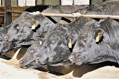 <p>　　高端肉牛安格斯。</p>