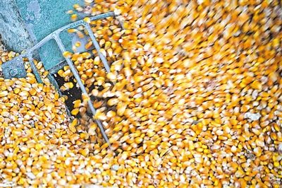 <p>　　玉米是肉牛主要能量饲料。</p>