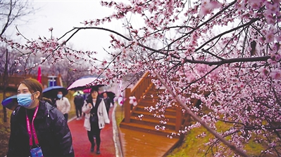 <p>　　桃杏烂漫芳菲始，烟雨朦胧赏花季。</p>