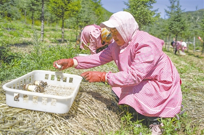 <p>　　隆德县六盘山西麓食用菌菇基地，工人在林地里采摘菌菇。</p>