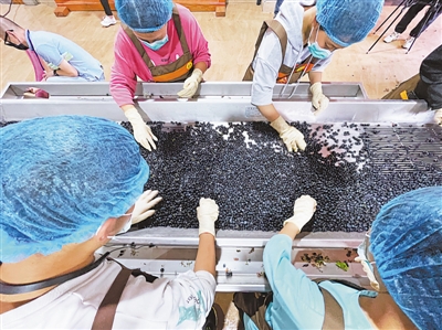 <p>　　为保证酿酒葡萄采摘质量，手工采摘是贺兰山东麓酒庄采收的主要方式。　本报记者　王鼎　摄</p>