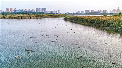 <p>　　银川市七子连湖候鸟翔集。</p>