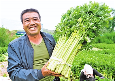 <p>　　7月16日，西吉县将台堡镇火集村致富带头人火百旺展示收割打包好的芹菜。眼下，正值六盘山区域冷凉蔬菜上市之际，火集村800多亩芹菜喜获丰收，亩均净收益1万元。本报记者　剡文鑫　摄</p>