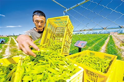 <p>　　　　2022年6月29日，盐池县惠安堡镇大坝村，连片的黄花菜进入采摘季。党的十八大以来，宁夏把打赢脱贫攻坚战作为头等大事，80.3万贫困人口全部脱贫，9个贫困县全部摘帽。本报记者　马楠　王洋　摄</p>