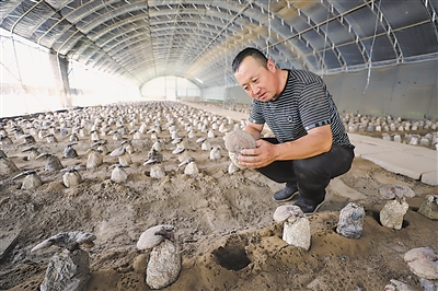 <p>　　②　新华桥村村民在灵芝种植基地检查灵芝成熟后的品质。</p>