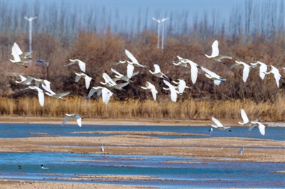2月22日，在黄河银川段，上百只白琵鹭、苍鹭等鸟儿自在飞翔。近期气温回暖，不少候鸟飞到宁夏，百鸟翔集的场景再次扮靓塞上江南。　　　本报记者  季正  摄