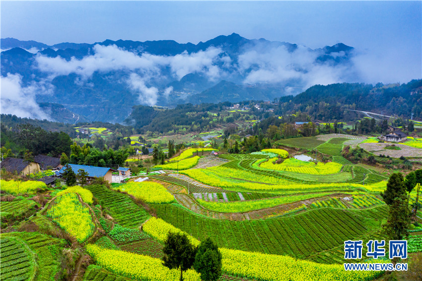 花开牛洞坪湖北巴东梯田花海风景如画