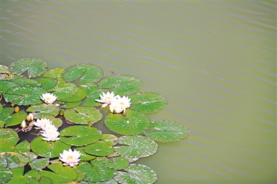 <p>　　碧绿的水系中，睡莲开得正艳。</p>