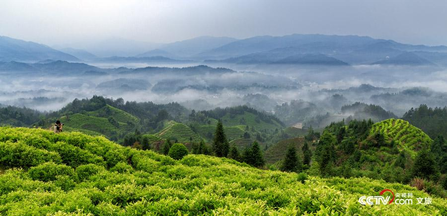 实拍江西靖安秀美风光 茶旅融合引客来