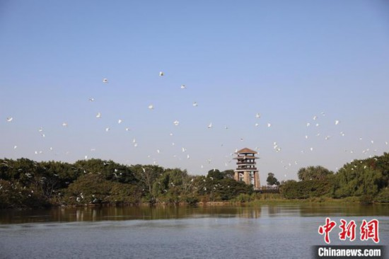 大批候鸟南下 粤港澳大湾区成“鸟的天堂”