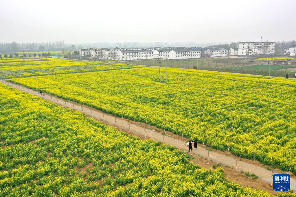 河南宝丰：油菜花开春光美