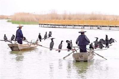 文旅融合不断扩大外延与内涵，非物质文化遗产——鸬鹚捕鱼引入沙湖景区。