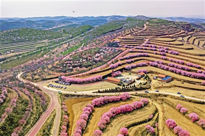     桃花映红彭阳金鸡坪梯田，赏花之旅吸引了大批游客。