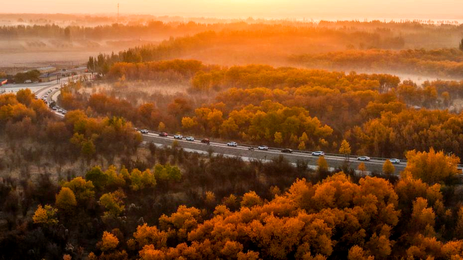 新疆叶尔羌河流域胡杨林迎来最佳观赏期
