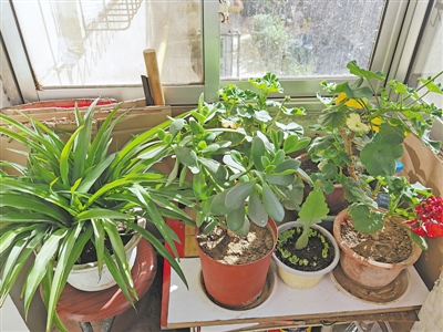 <p>　　天气转凉，银川市永丰巷63号楼院内的花回到了屋里。　</p>