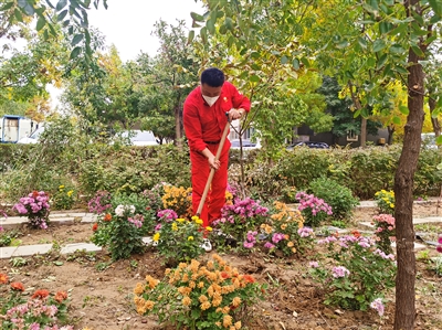 郭利军在小花园种植花卉。康悦摄