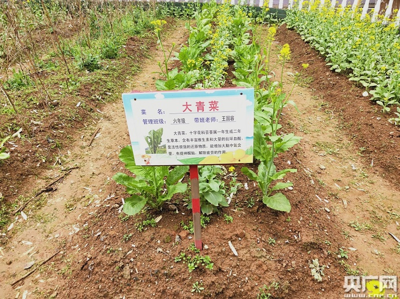 这个学校开了一个"蔬菜银行 学生吃自己种的菜