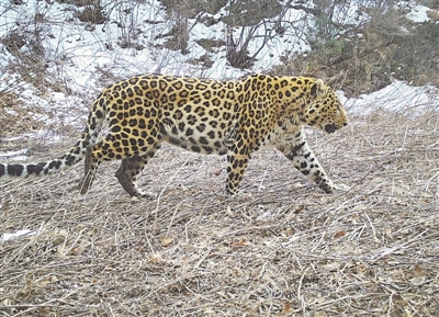 <p>　　金钱豹</p>