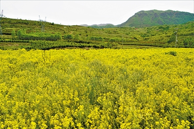 <p>　　千亩板蓝根花盛开。</p>