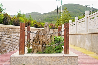 <p>　　红军在和尚铺村拴马的树桩。</p>
