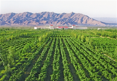 <p>　　鸽子山万亩葡萄园。</p>
