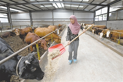 <p>　　彭阳县宏磊家庭牧场，村民正给肉牛添加饲料。</p>