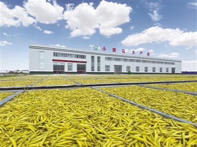 <p>　　惠安堡镇黄花产业融合园。</p>