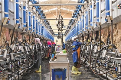 <p>吴忠市利通区五里坡奶牛生态养殖基地工人清洗消毒、安装挤奶设备。本报记者　王鼎　摄　</p>