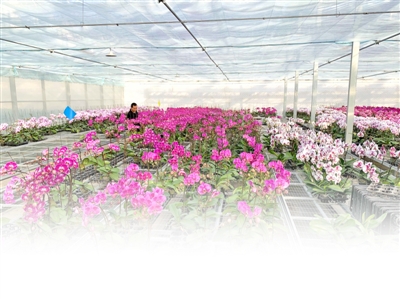 <p>　　在银川市兴庆区大新镇宁夏宏茂园艺示范基地，温室内的蝴蝶兰、红掌、仙客来等盆栽花卉姹紫嫣红。本报记者　王鼎　摄</p>