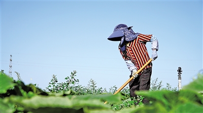     务工人员在为南瓜地除草。